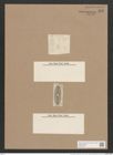 Navicula elliptica var. davidsonii O.M. (de-Toni-Nr.: Genus 1, Species 298) Zeichnungen Sammlung Grunow Nr. 685 (NHMW-BOT-W0367060)